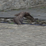 106 - Die vogel is niet te filmen hoor